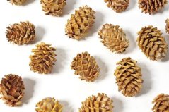 salignum natural (200 g)