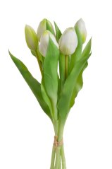 svazek tulipánů (5 ks) - bílá se zelenou