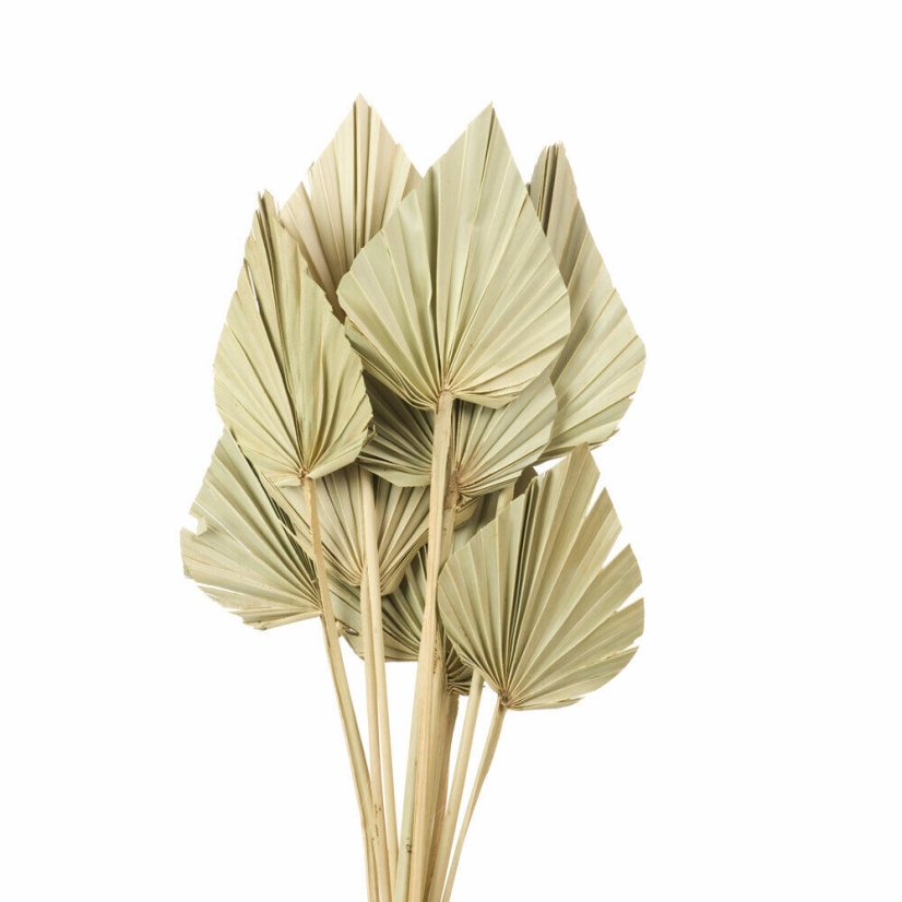 palm spear mini natural (10 ks)