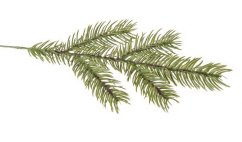 jehličí 29cm