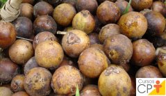 coquinho (10 ks)