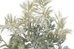 eryngium listy - zelená/bílá