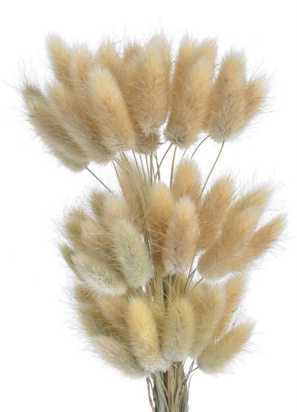 lagurus 60 cm (60 ks) - přírodní světlejší