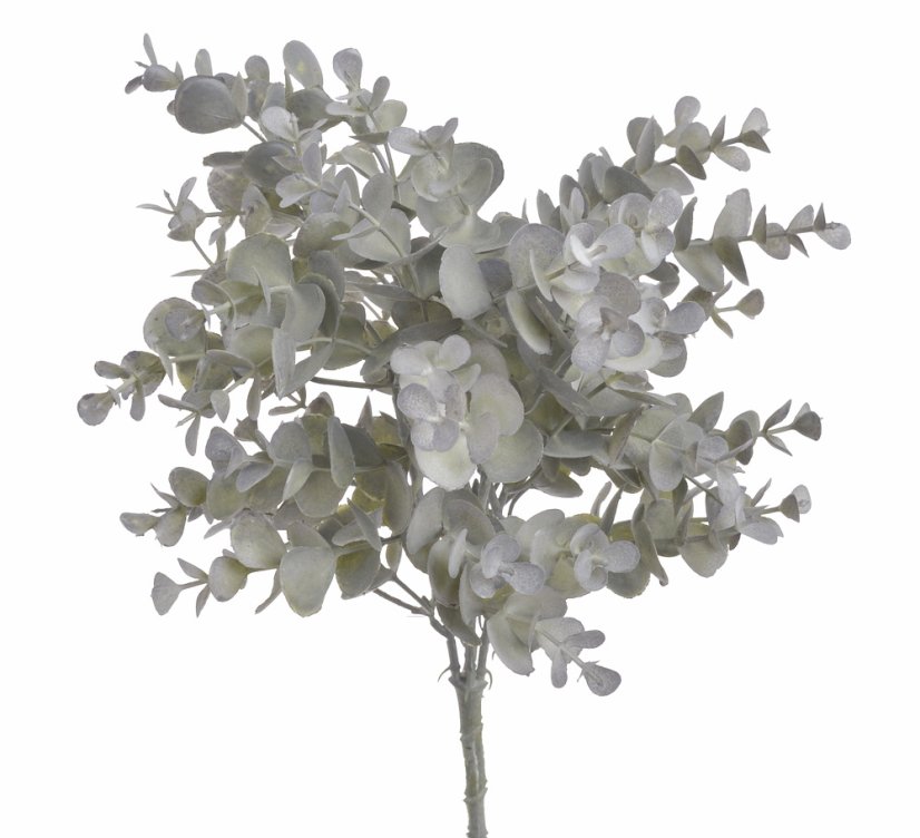 eukalyptus 35 cm - šedozelená