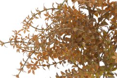 drobnolistá rostlina 43 cm - oranžová