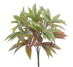 ruscus trs - zelená/červená