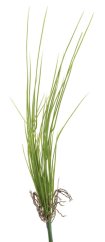 pažitka 44 cm - zelená