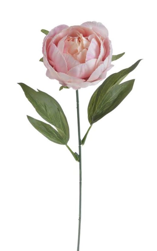 pivoňka s listy 44 cm  - růžová