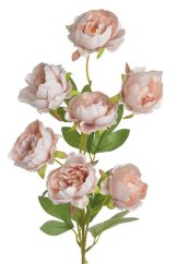 pivoňka čínská 72 cm - růžová vintage