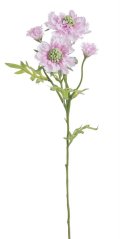 scabiosa 60 cm - růžová