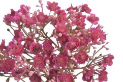 gypsophila - šater (5 ks) - fuchsie