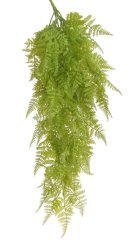 kapradí převislé trs x9 - zelená