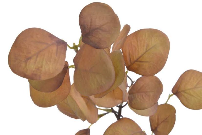 podzimní větvička eukalyptus - hnědá okrová