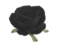 růže velvet - hlavičky (6 ks) - černá