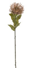 leucospermum 73 cm - hnědá