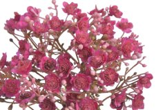 gypsophila - šater (5 ks) - fuchsie