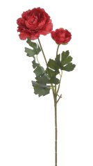 ranunculus 50 cm - červená