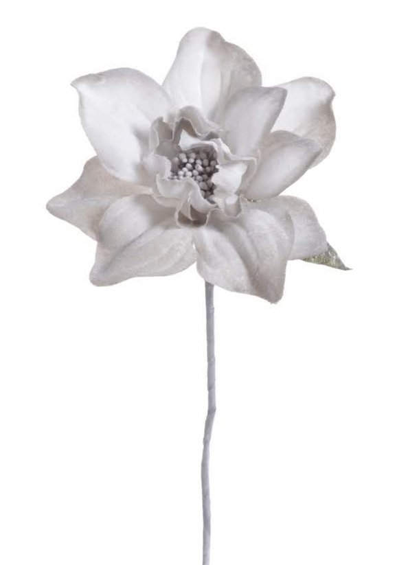 cymbidium květ - šedá