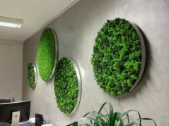 mech islandský (250 g) - zelená tmavá