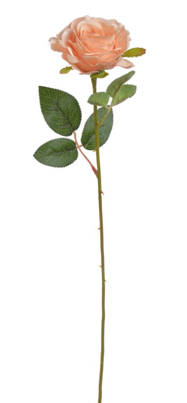 růžička 52 cm - meruňková