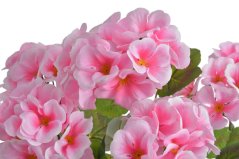 pelargonie trs x5 - růžová