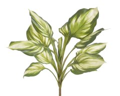 hosta 56 cm