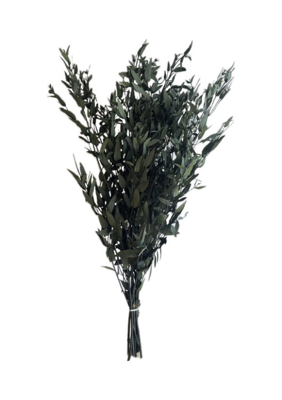 eukalyptus parvifolia 40/80 - zelená