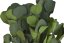 eukalyptus populus 150 g - zelená