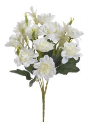 jiřiny trs x5 - krémová