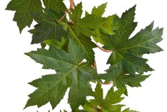 javor - girlanda 194 cm - zelená