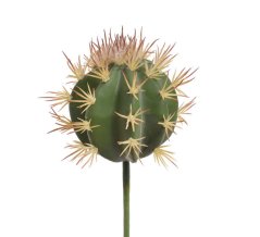 kaktus kulatý - zelená
