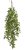 převis eukalyptus 81 cm - zelená