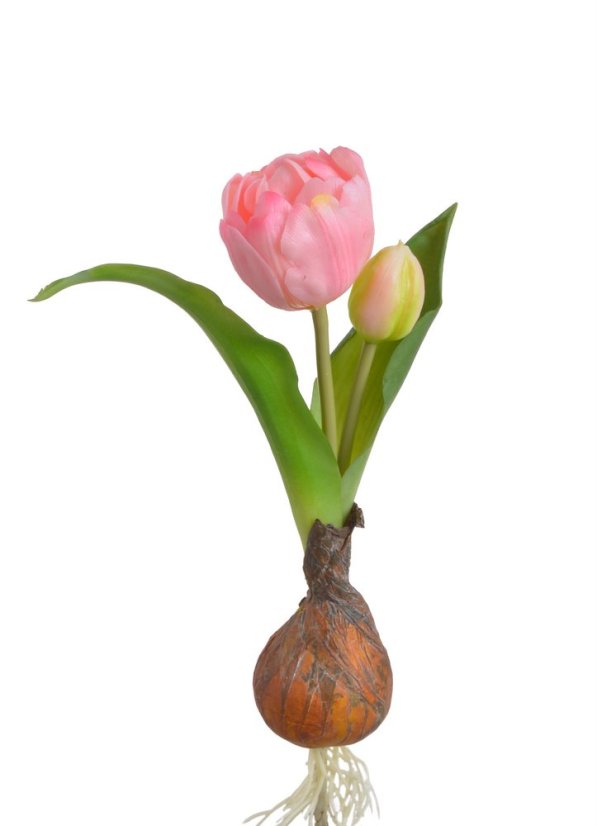 tulipán s cibulkou - světlá růžová