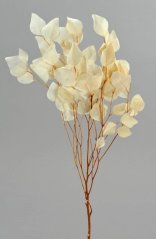 eukalyptus stabilizovaný (150 g) - bílá