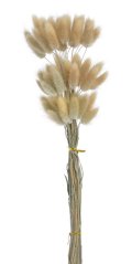 lagurus 60 cm (60 ks) - přírodní světlejší