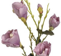 větev magnolie - růžovofialová