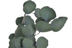 eukalyptus populus 100 g - zelená