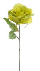 růže 30 cm - zelená