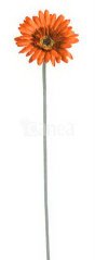 gerbera - oranžová