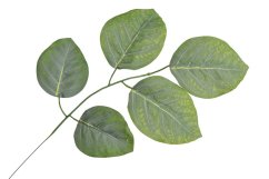 listy salal 55 cm
