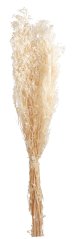 gypsophila sušená (100 g) - bělená