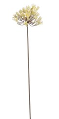 agapanthus x1 72 cm - krémová