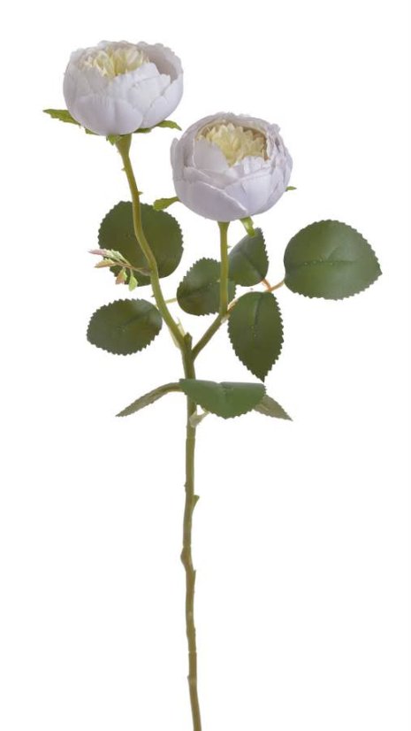 růže zahradní 47 cm - světlá fialová
