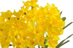 narcis trs x7 40 cm - žlutá