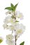 větvička sakura 48 cm - bílá