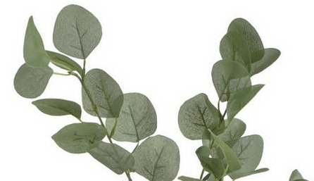 eukalyptus 90 cm - zelená světlá