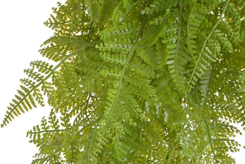 kapradí převislé trs x9 - zelená