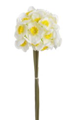 narcis svazek (6 ks) - bílá se žlutým středem