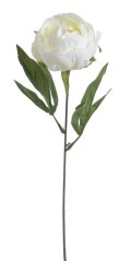 pivoňka s listy 44 cm  - krémová