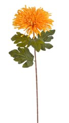 chryzantéma 72 cm - žloutková